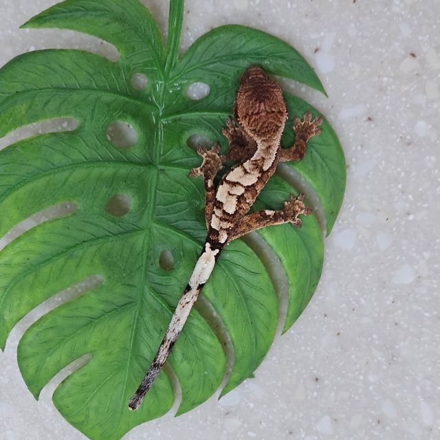 세이블 크림