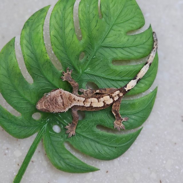 세이블