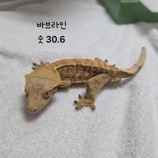 노멀 텐저린