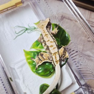 트라이 익스트림할리퀸 노멀