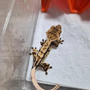 노멀 트라이 익스트림할리퀸