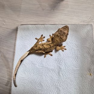 노멀 100%헷아잔틱 옐로우