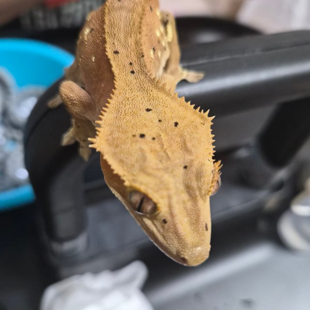 달마시안 레드 화이트포트홀