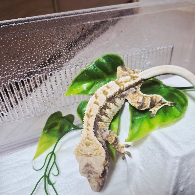 트라이 익스트림할리퀸 노멀