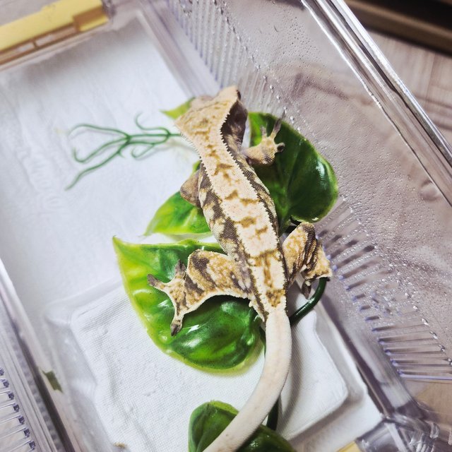 트라이 익스트림할리퀸 노멀