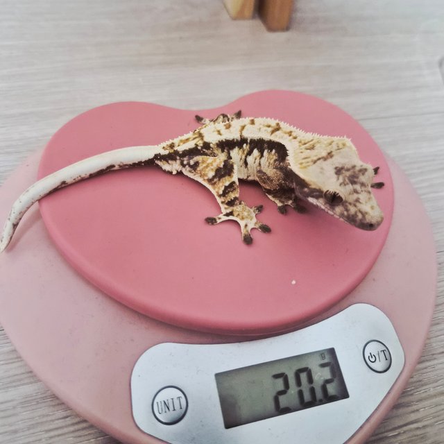 트라이 익스트림할리퀸 노멀