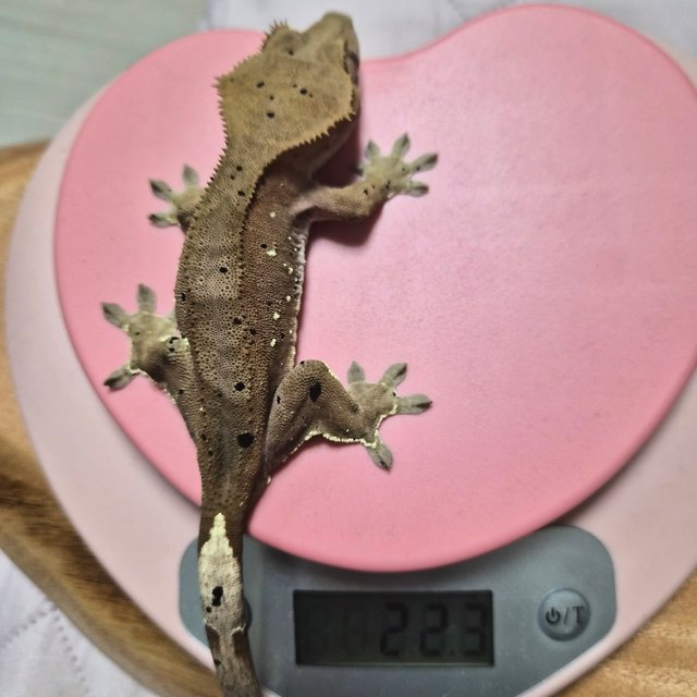 달마시안 레드 화이트포트홀