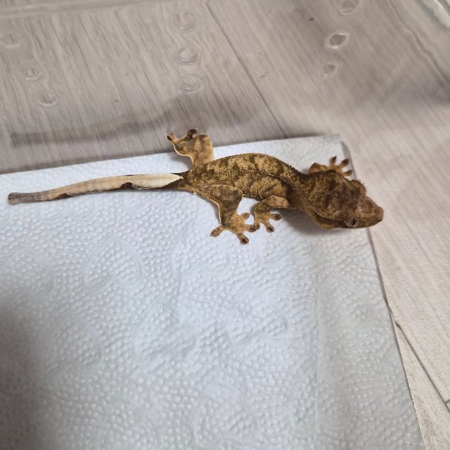 노멀 100%헷아잔틱 옐로우