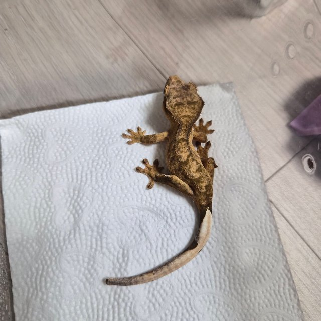 노멀 100%헷아잔틱 옐로우