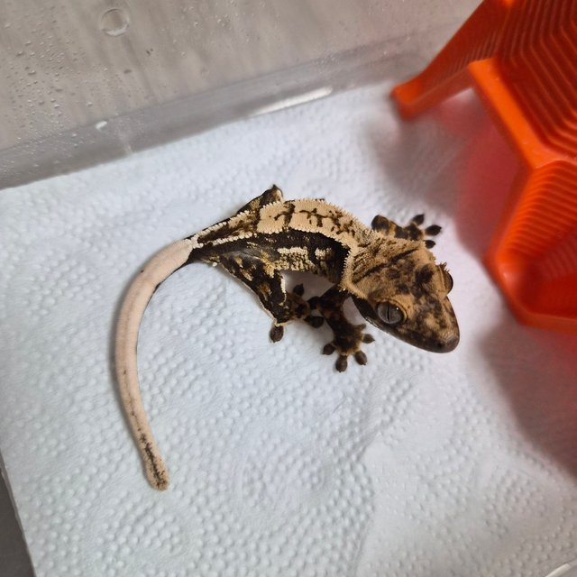 노멀 트라이 익스트림할리퀸