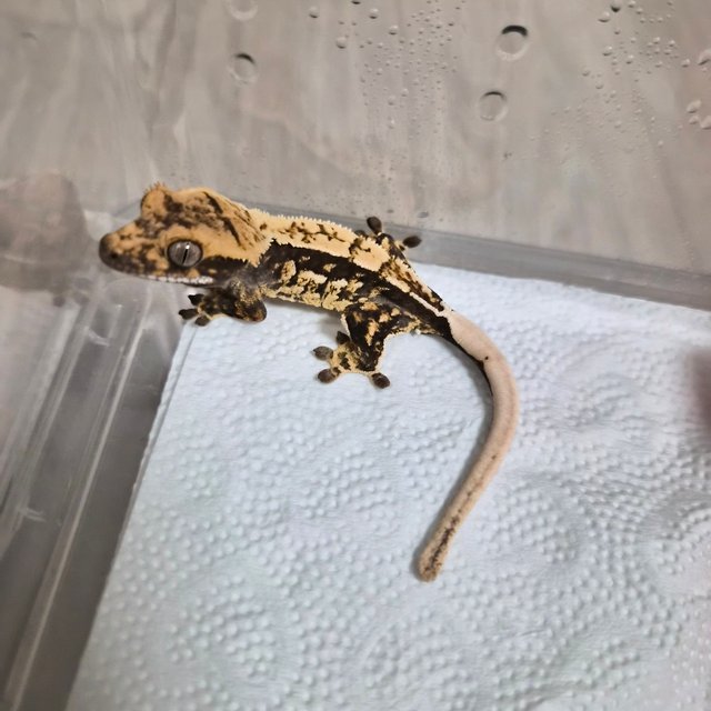 노멀 트라이 익스트림할리퀸