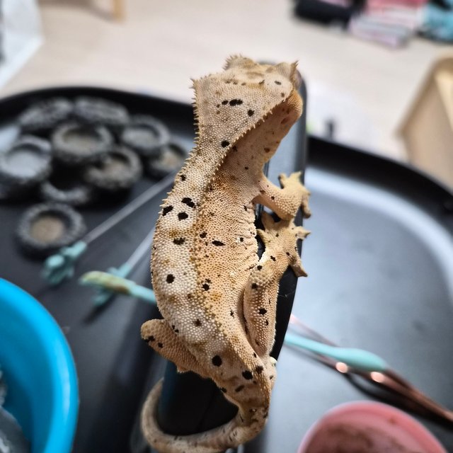 슈퍼달마시안 크림 달마시안