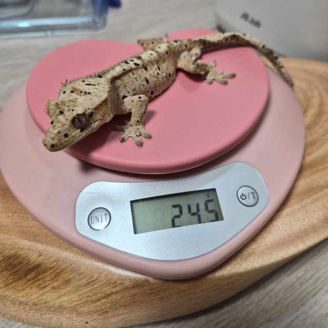 슈퍼달마시안 크림 달마시안