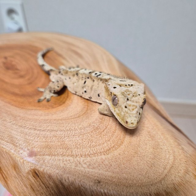 슈퍼달마시안 크림 달마시안