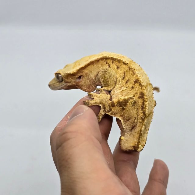 트라이