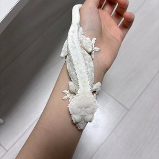 릴리화이트 크림