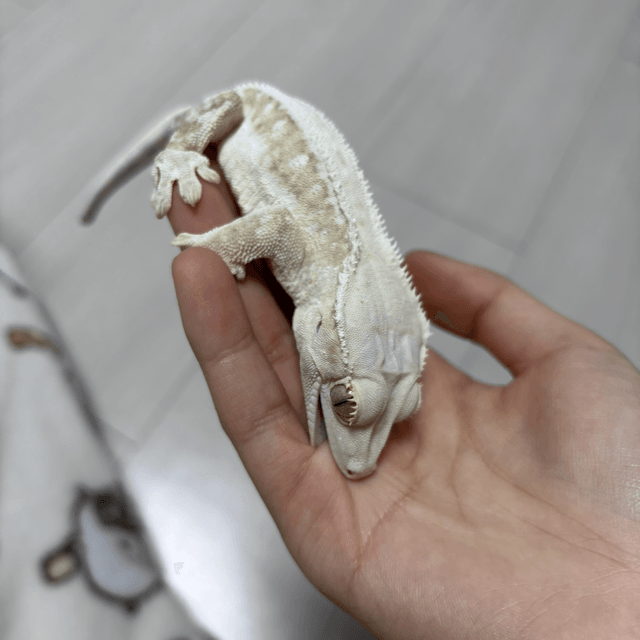 릴리화이트 크림