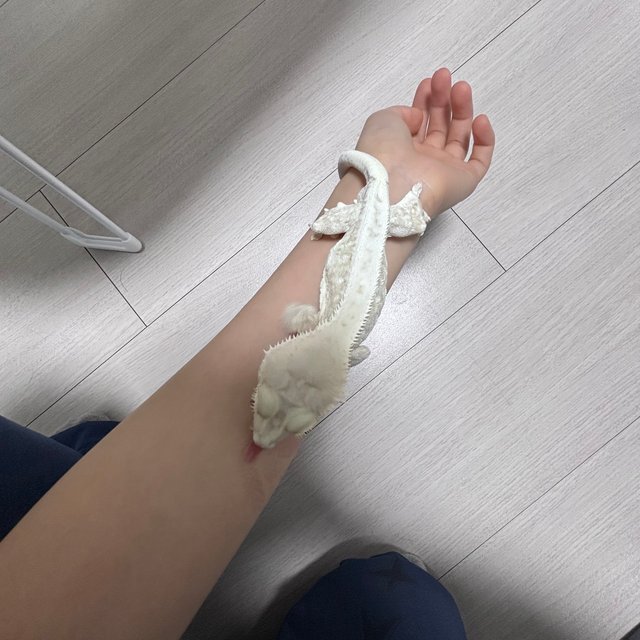 릴리화이트 크림