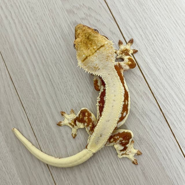 릴리화이트 레드