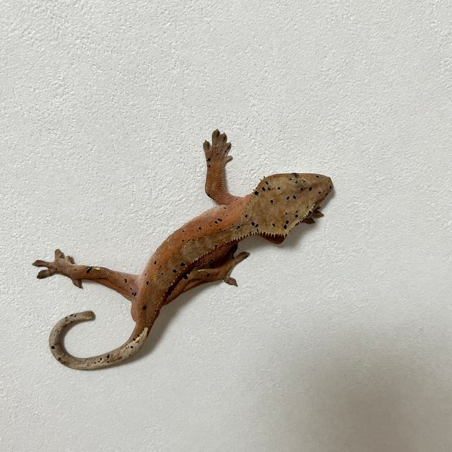 노멀 달마시안