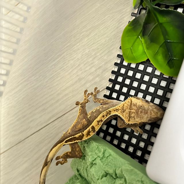 노멀 쿼드 풀핀