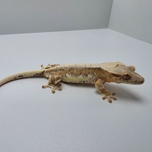 릴리100%헷아잔틱