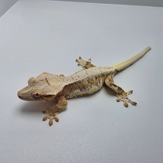 릴리100%헷아잔틱