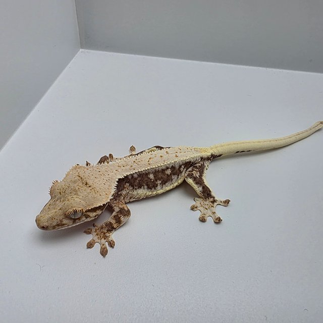 릴리100%헷아잔틱