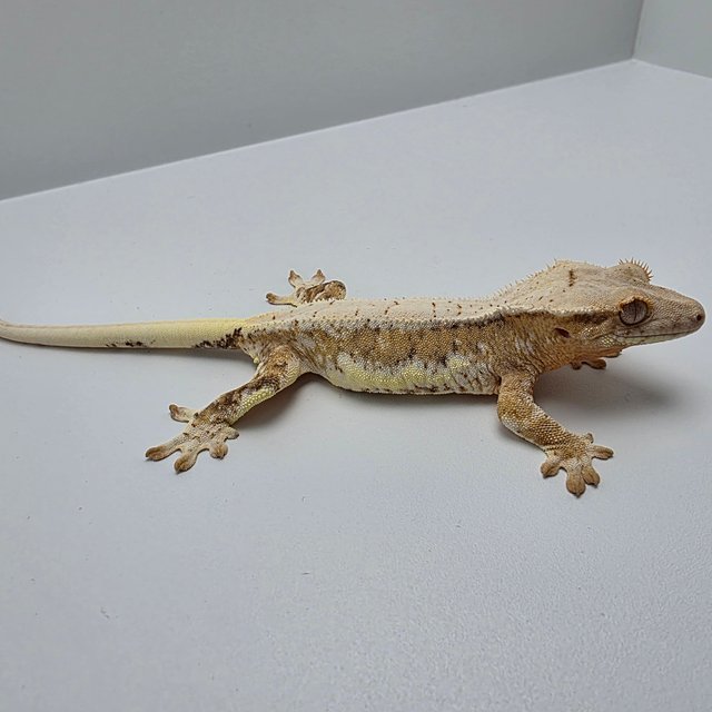 릴리100%헷아잔틱