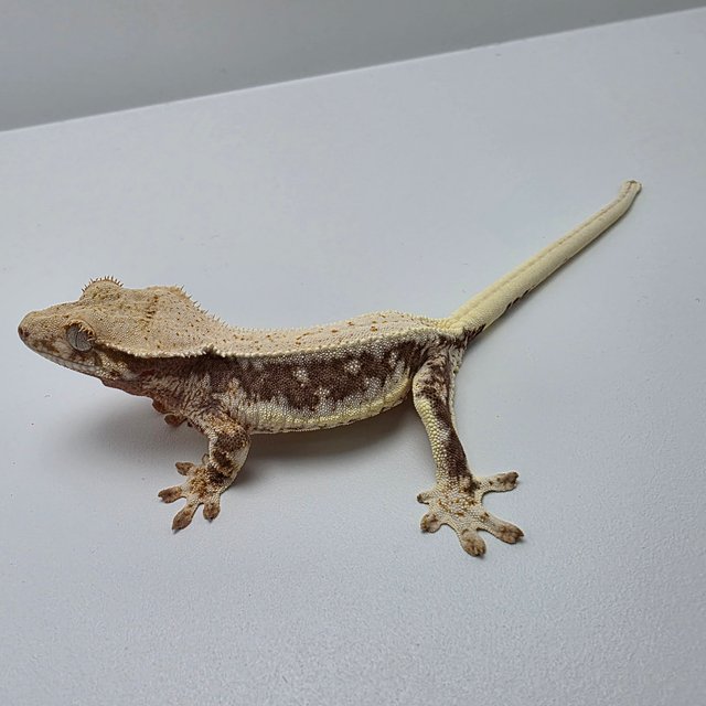 릴리100%헷아잔틱