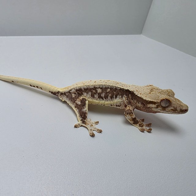 릴리100%헷아잔틱