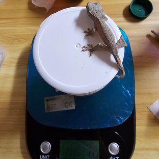 달마시안 슈퍼달마시안