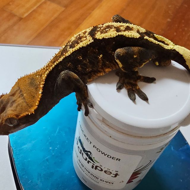 세이블