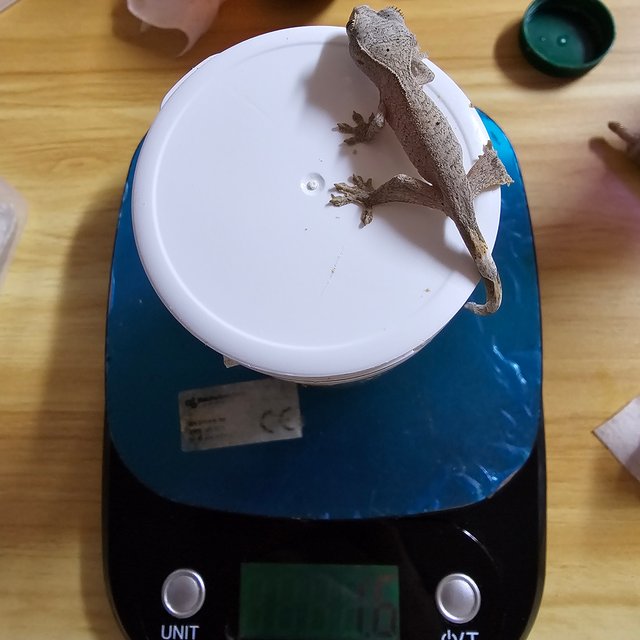 달마시안 슈퍼달마시안