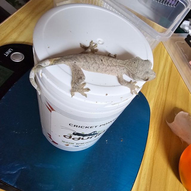 달마시안 슈퍼달마시안