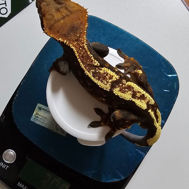 세이블