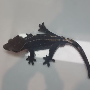 아잔틱