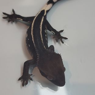 아잔틱