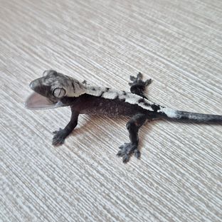 세이블 아잔틱