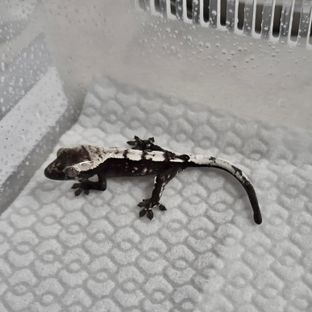 세이블 아잔틱