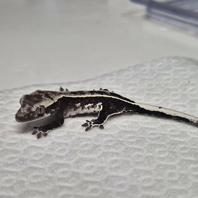 아잔틱