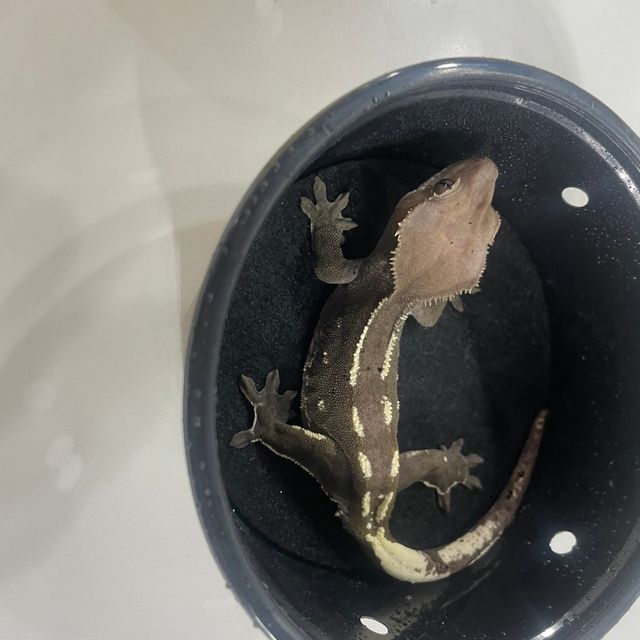 아잔틱