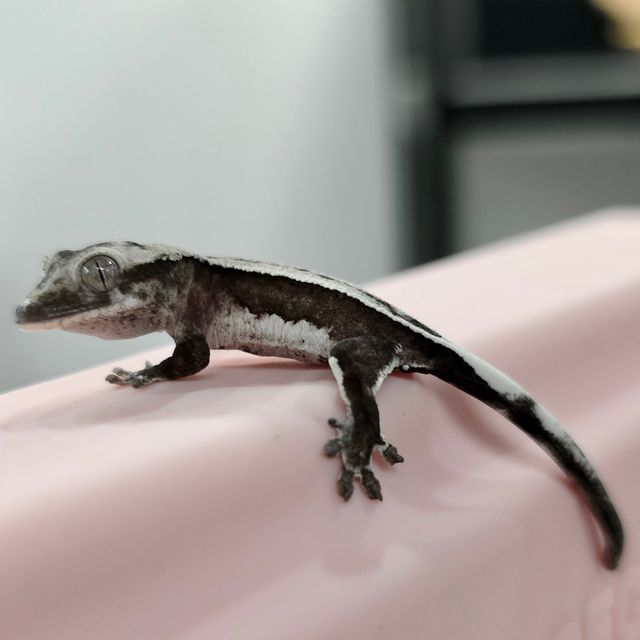 아잔틱