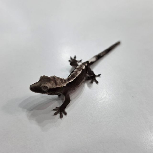 아잔틱