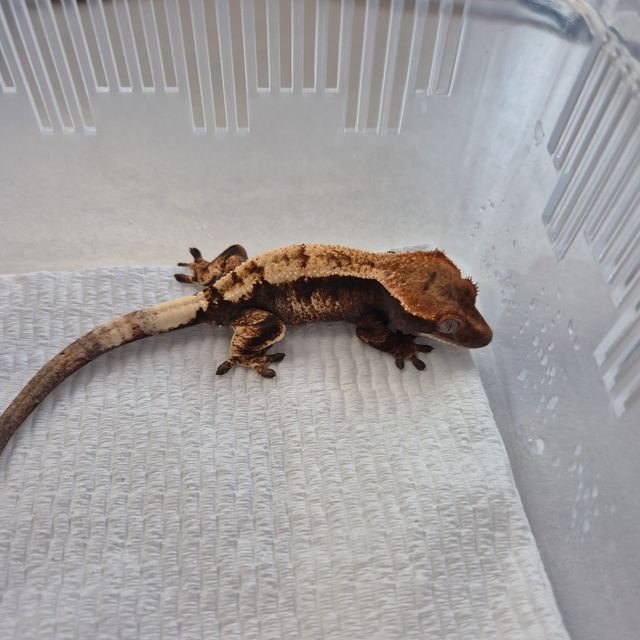 100%헷아잔틱 세이블