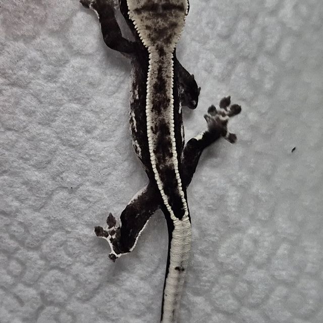 아잔틱