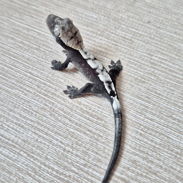 세이블 아잔틱