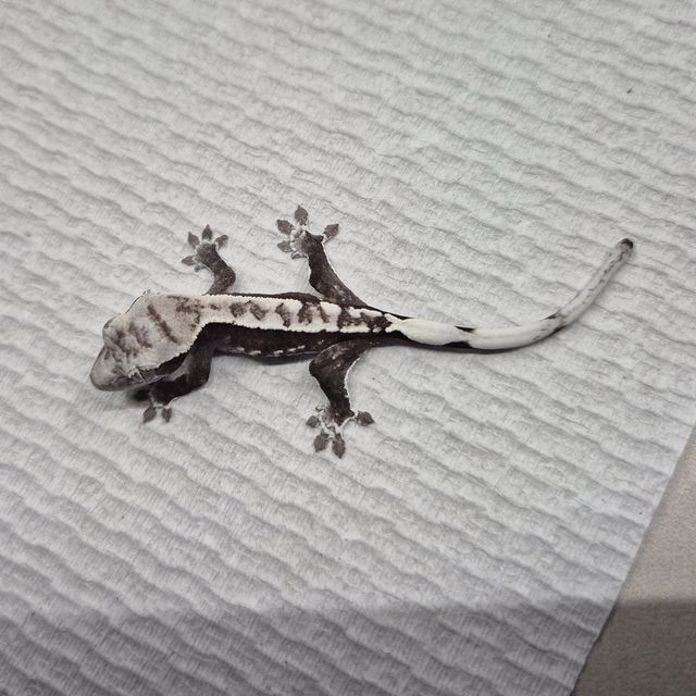 아잔틱