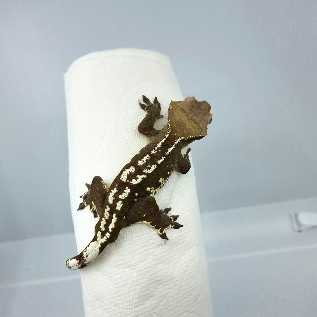 아잔틱