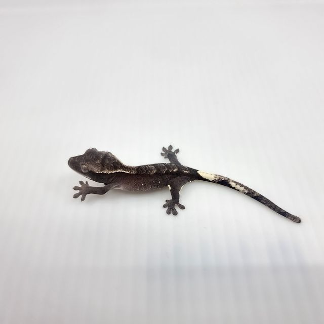 아잔틱